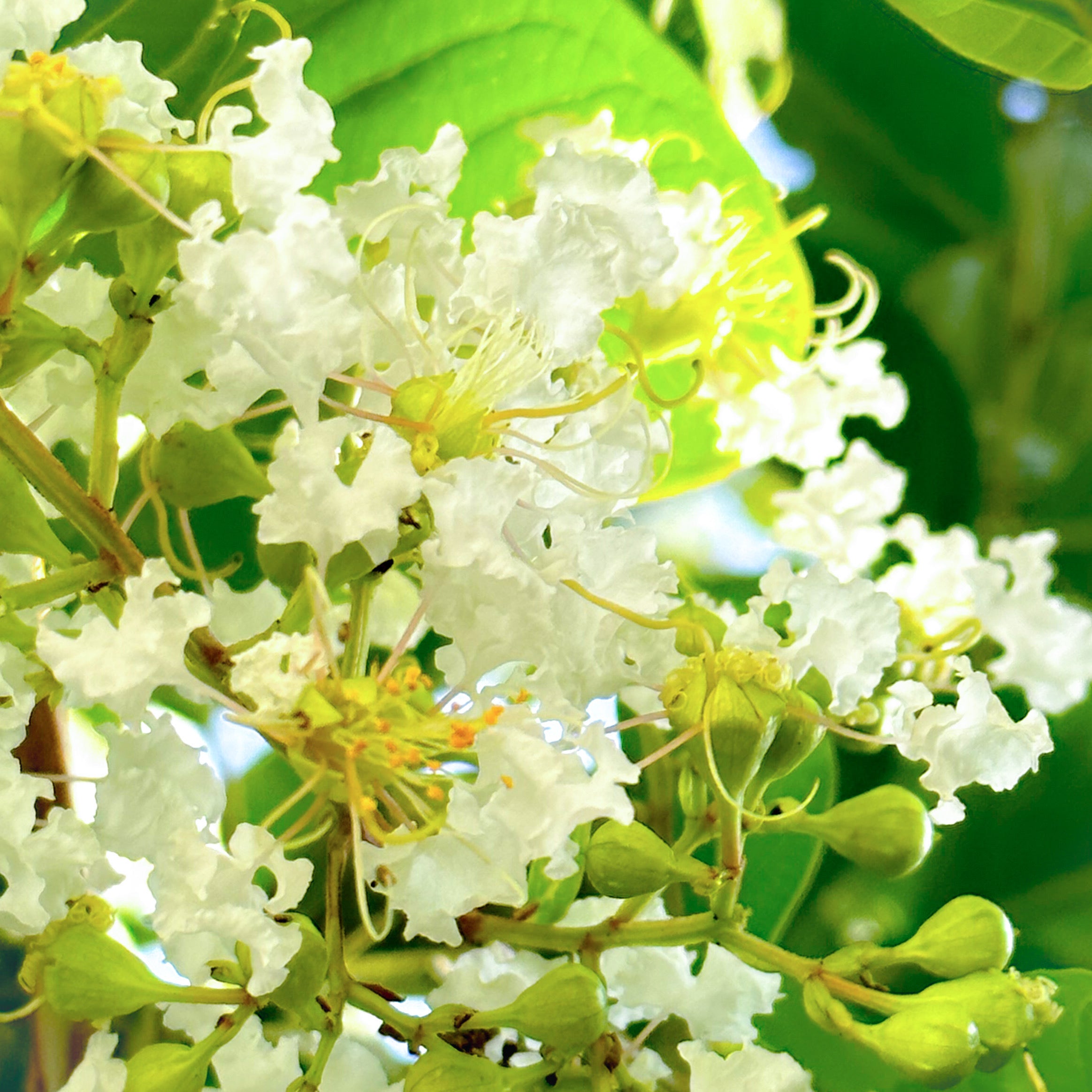 White Crepe Myrtle Flower Essence