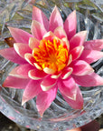 Pink Water Lily Flower Essence