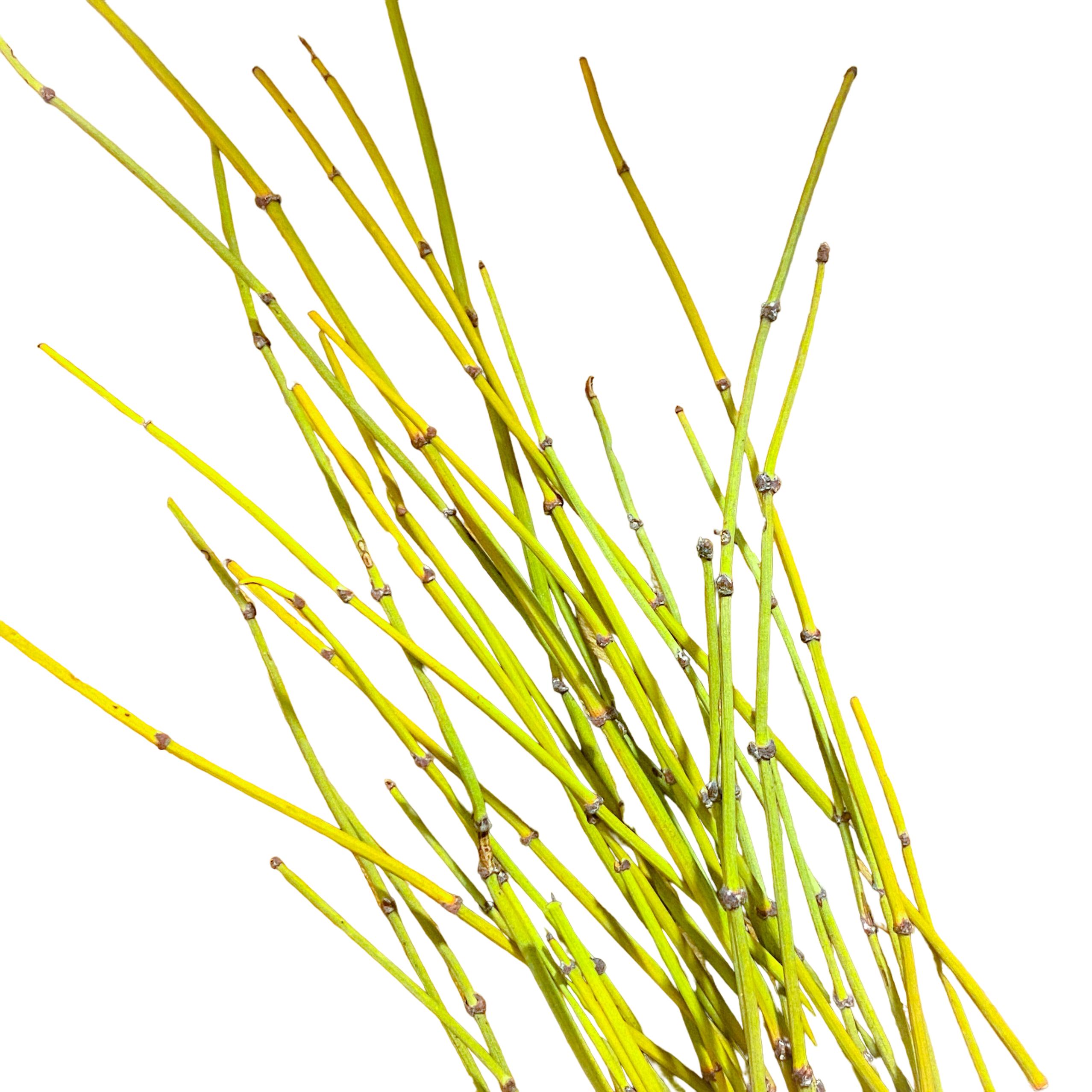 Ephedra