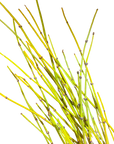 Ephedra