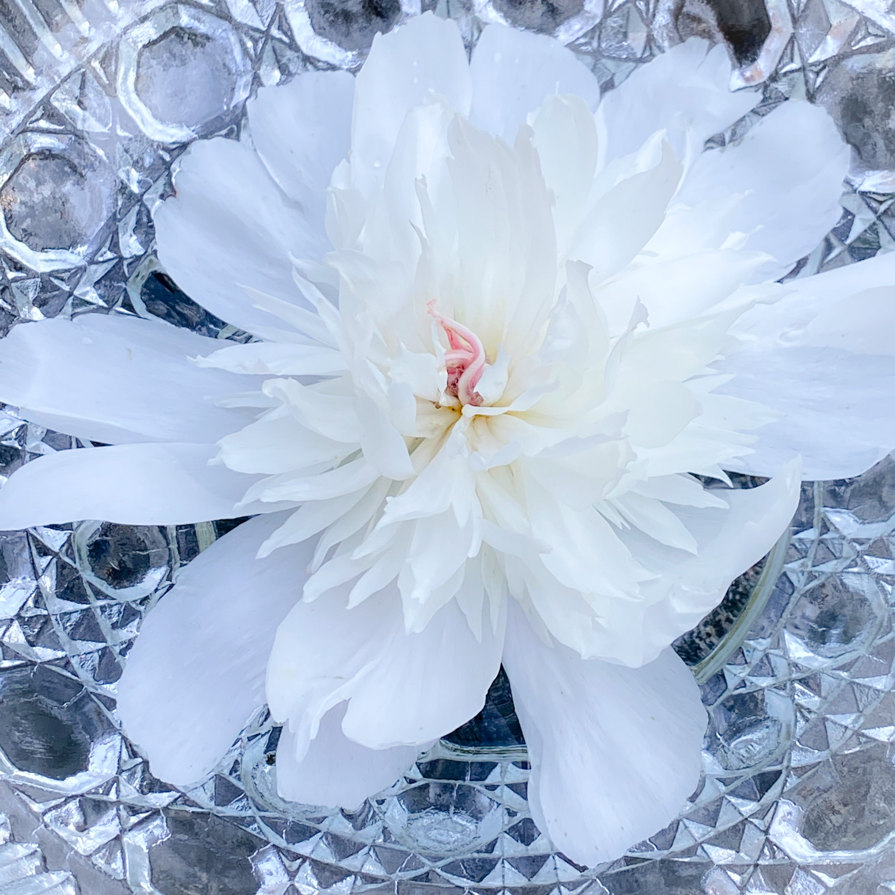 White Peony Flower Essence