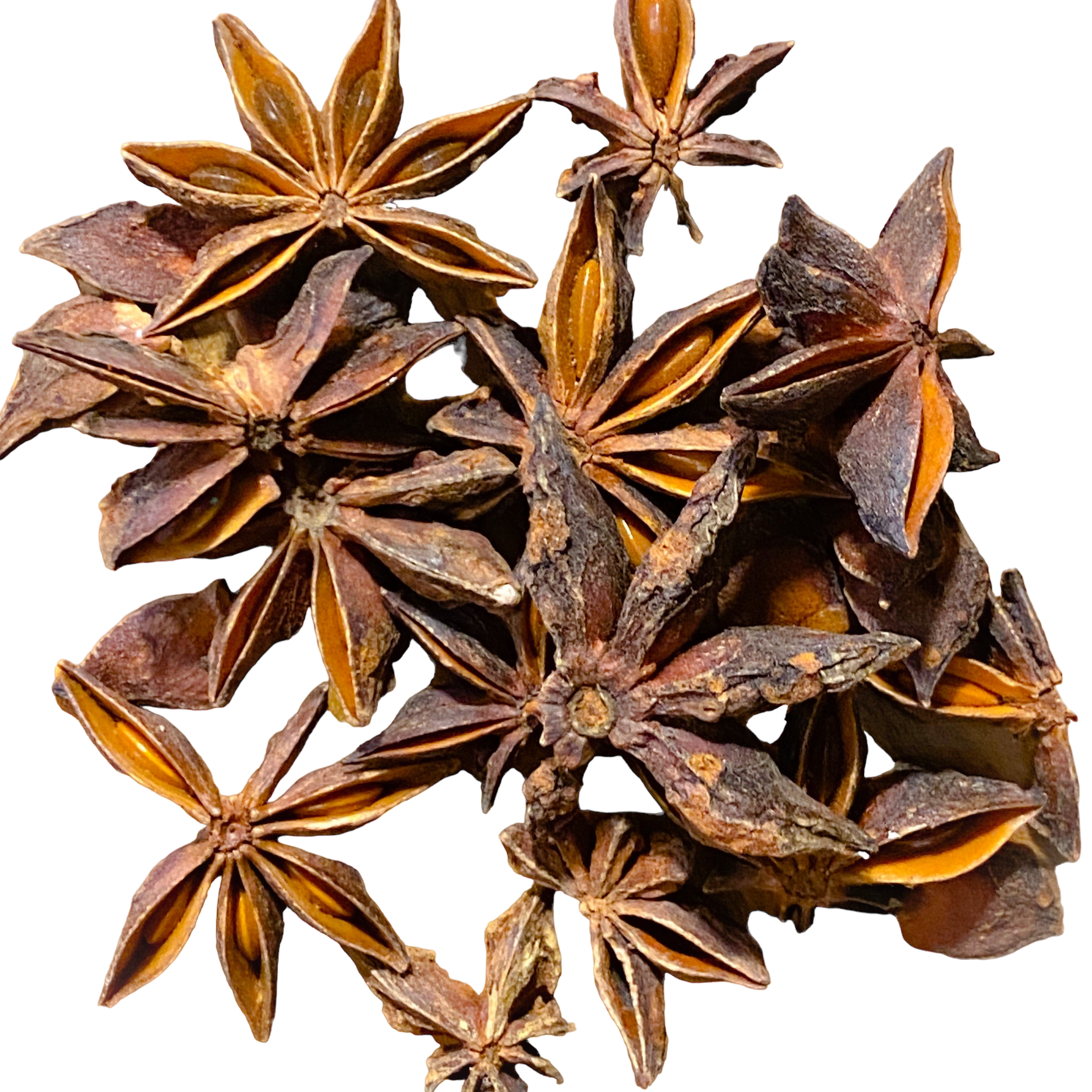 Anise Star Pod – Whispering Roots Apothecary