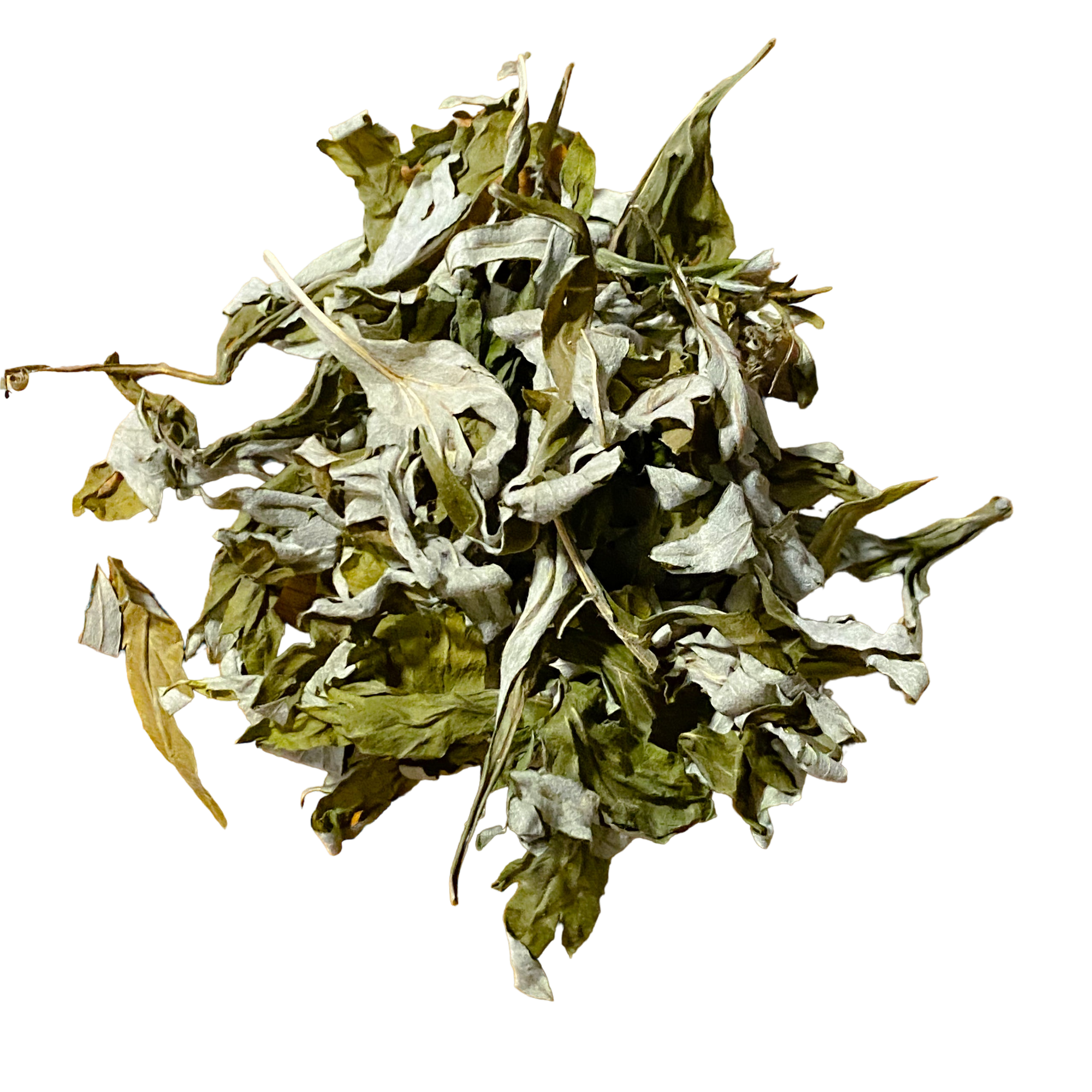 Mugwort