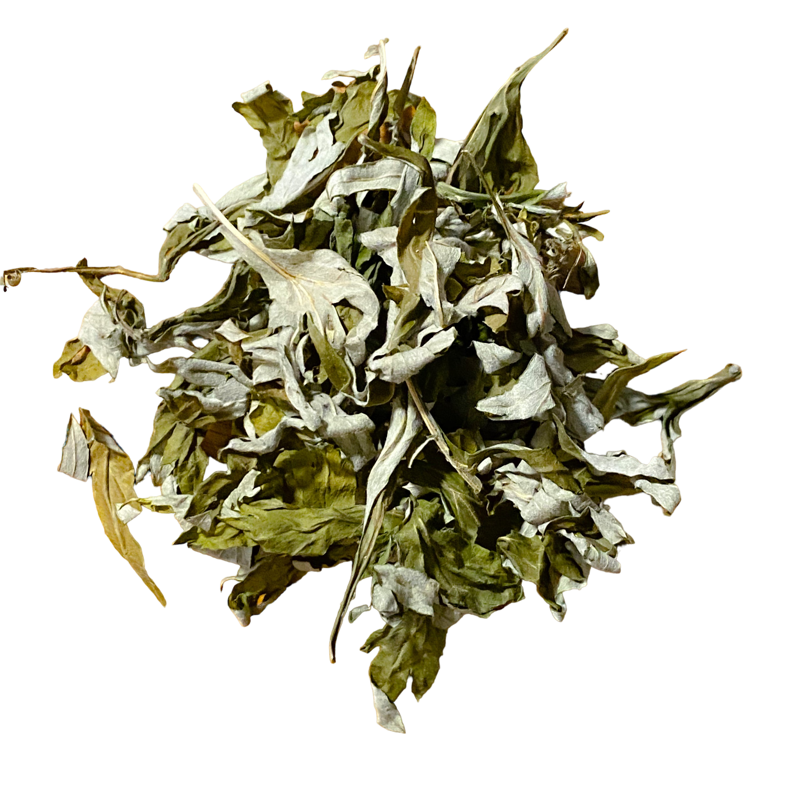 Mugwort