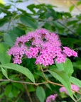 Japanese Meadowsweet Flower Essence