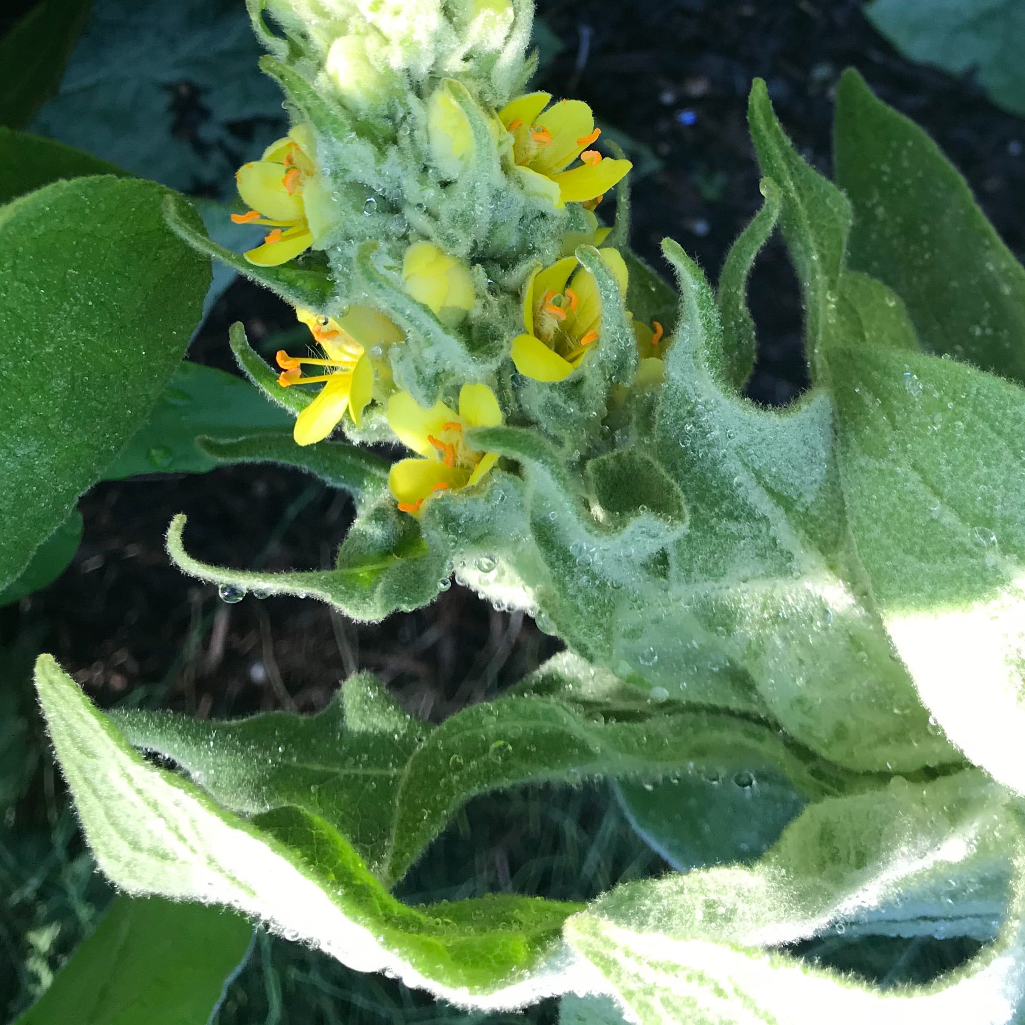 Mullein Flower Essence