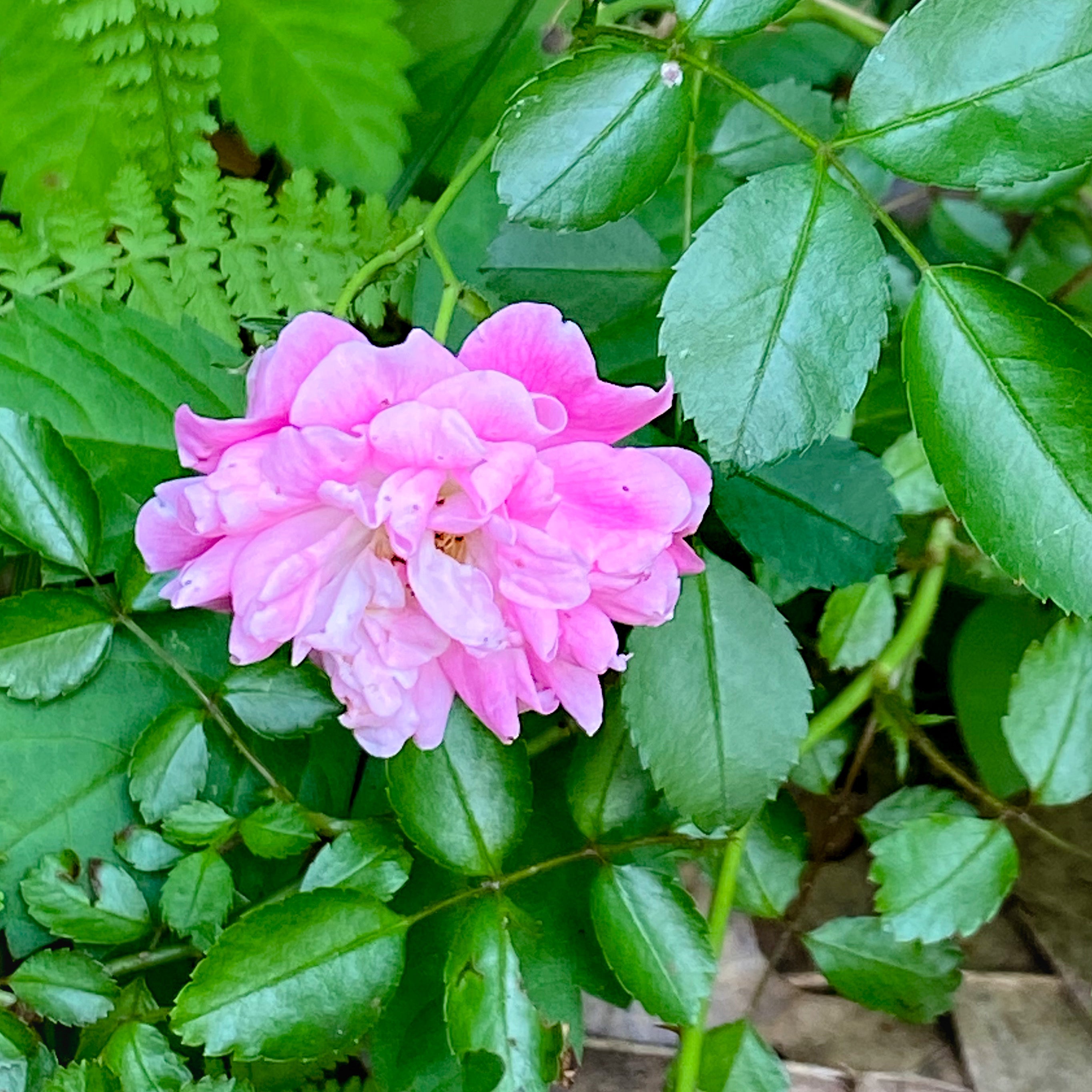 Carolina Rose Flower Essence