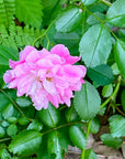 Carolina Rose Flower Essence