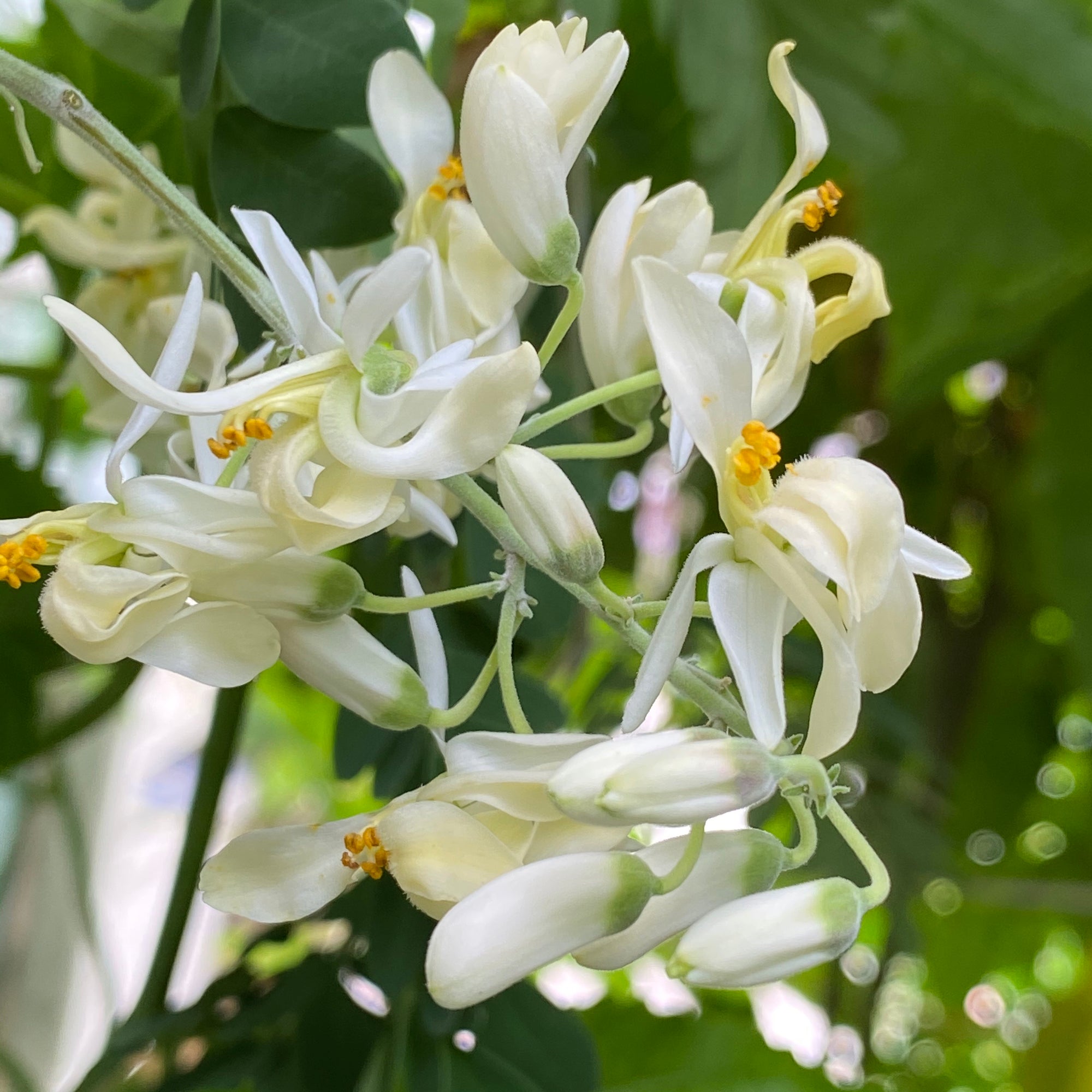Moringa Flower Essence