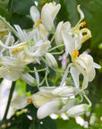 Moringa Flower Essence
