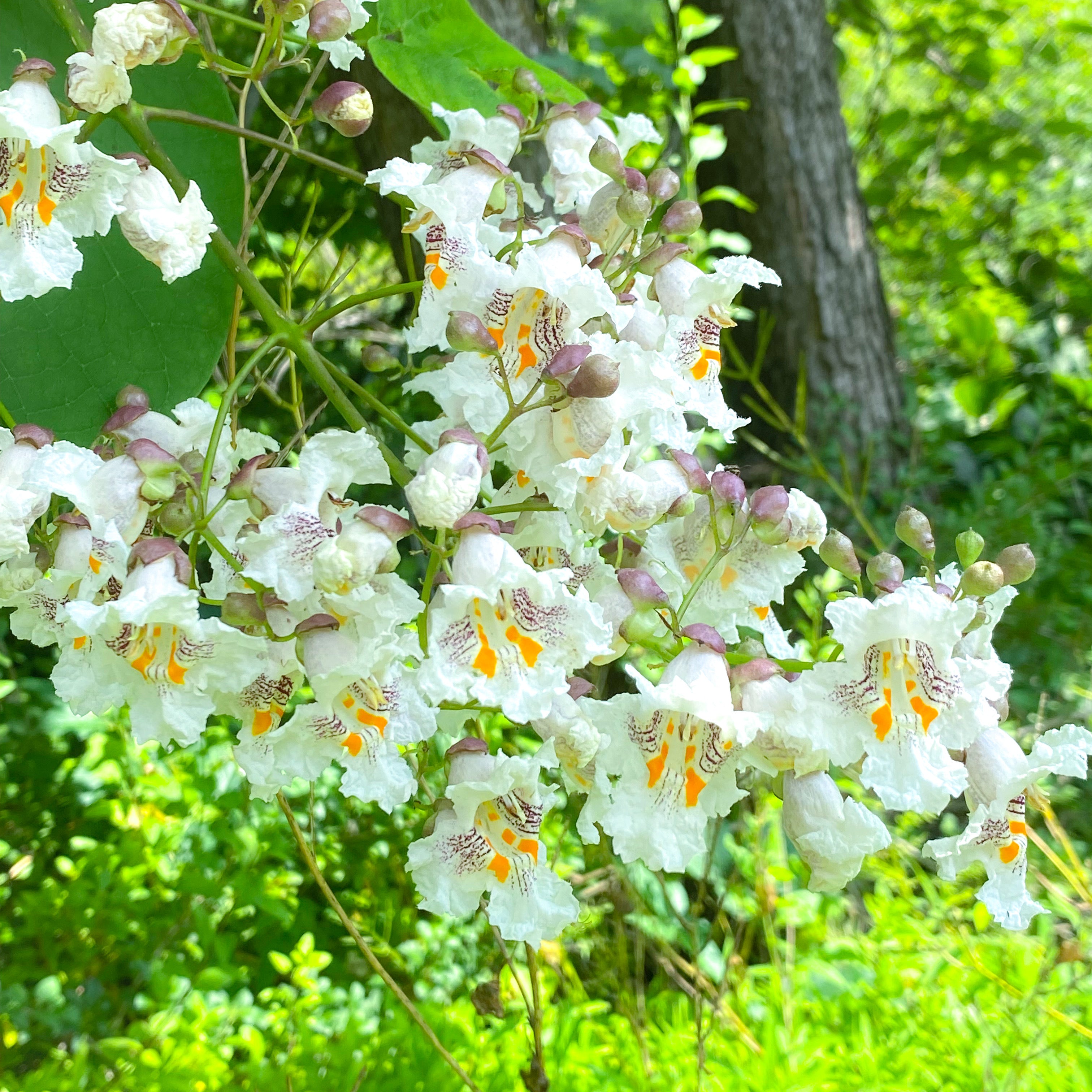 Catalpa Flower Essence – Whispering Roots Apothecary