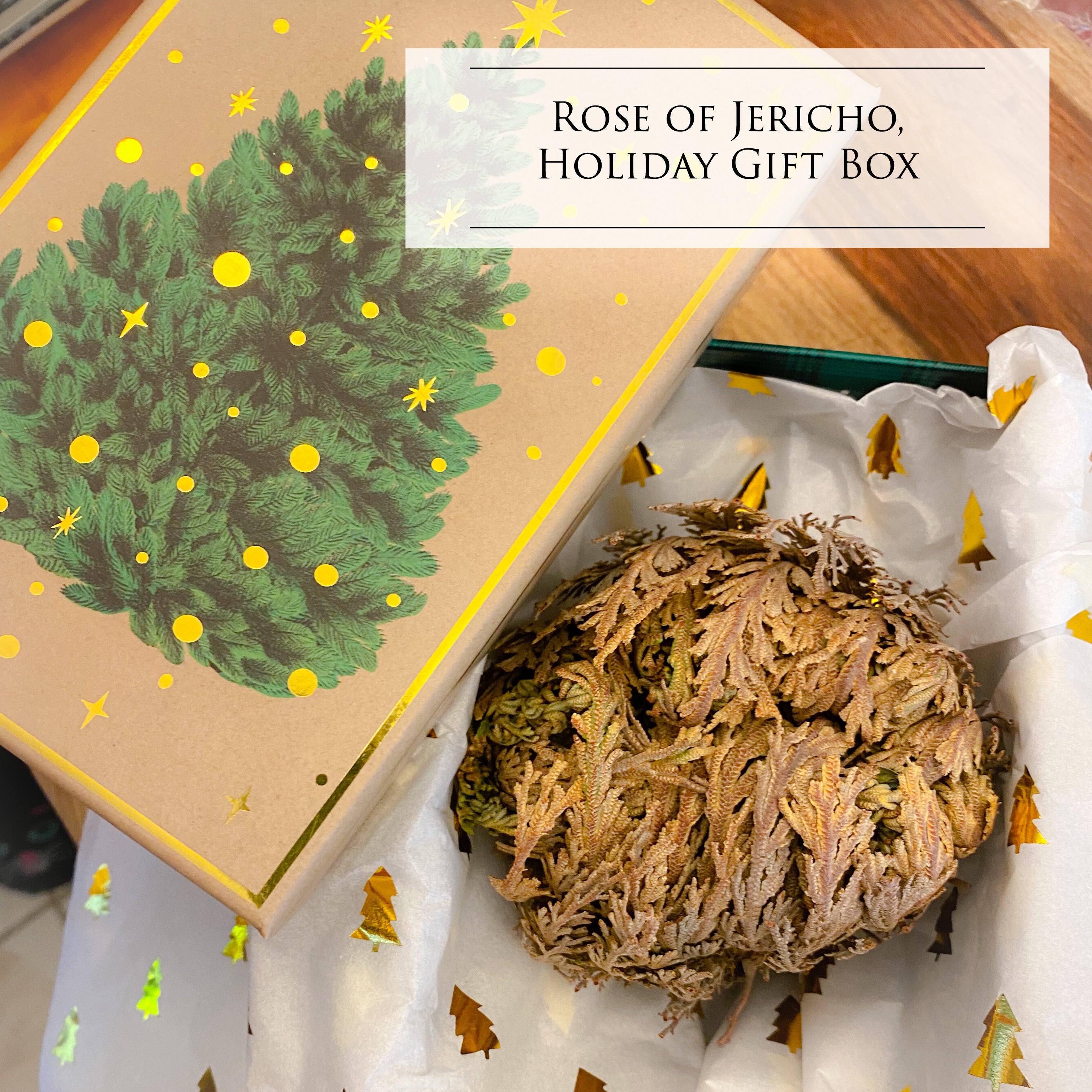 Rose of Jericho, Holiday Gift Box
