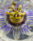 Passionflower (Blue Crown) Essence