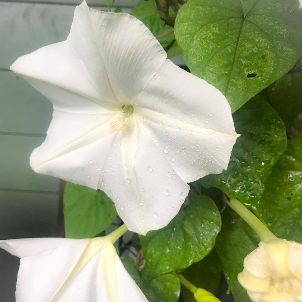 Moonflower Essence