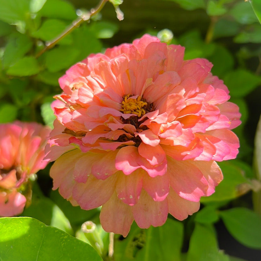 Zinnia Flower Essence