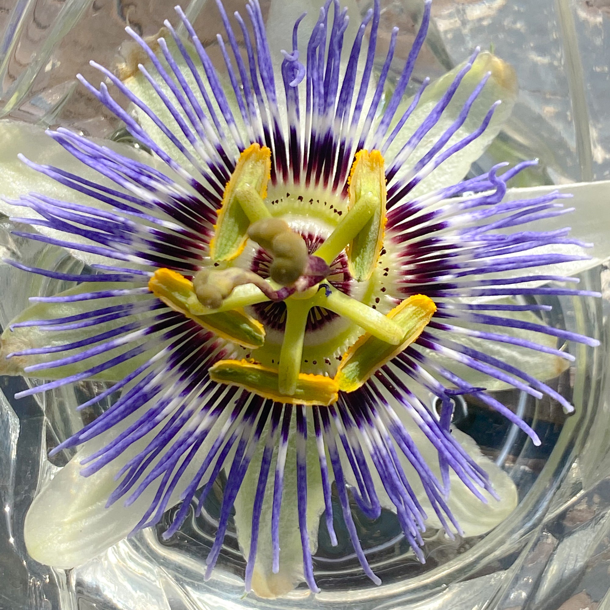 blue crown passion flower seeds Passionflower (Blue Crown) Essence – Whispering Roots Apothecary