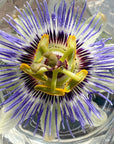 Passionflower (Blue Crown) Essence