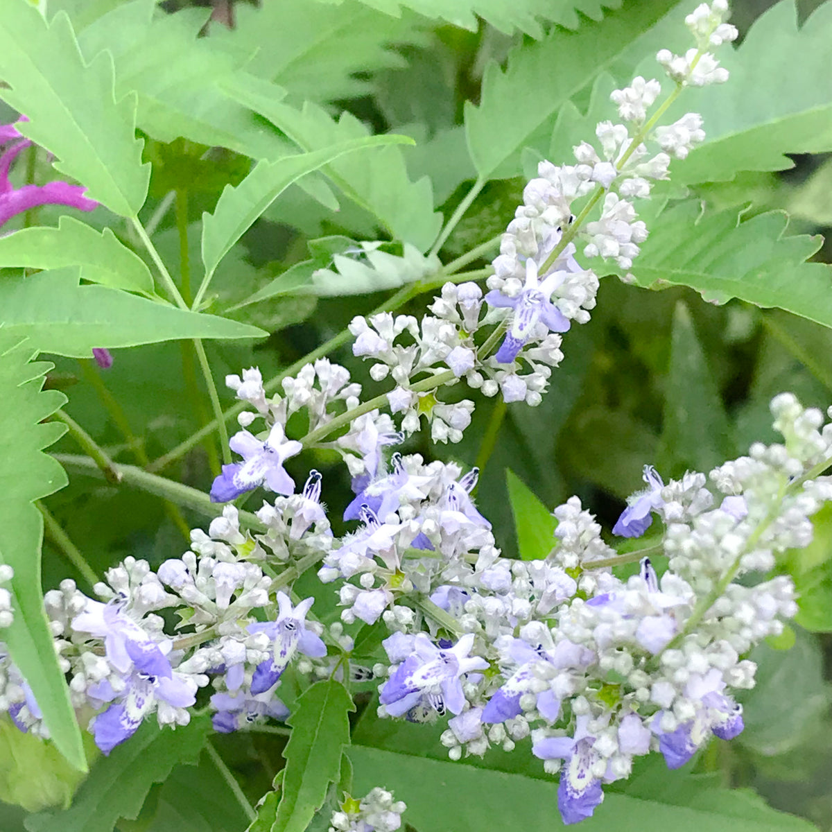 Chaste Tree Invasive Roots Chaste Tree (Nirgundi/Vitex) Flower Essence – Whispering Roots Apothecary