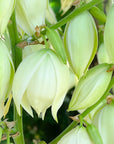 Yucca Flower Essence