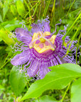 Passionflower (Purple) Essence