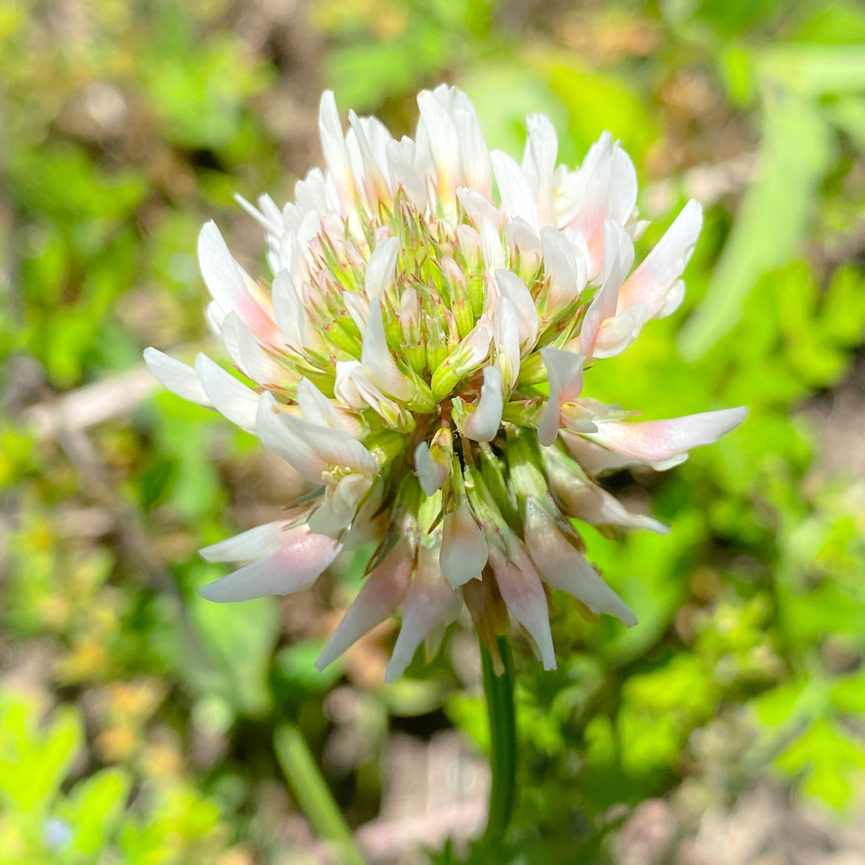 White Clover Flower Essence – Whispering Roots Apothecary