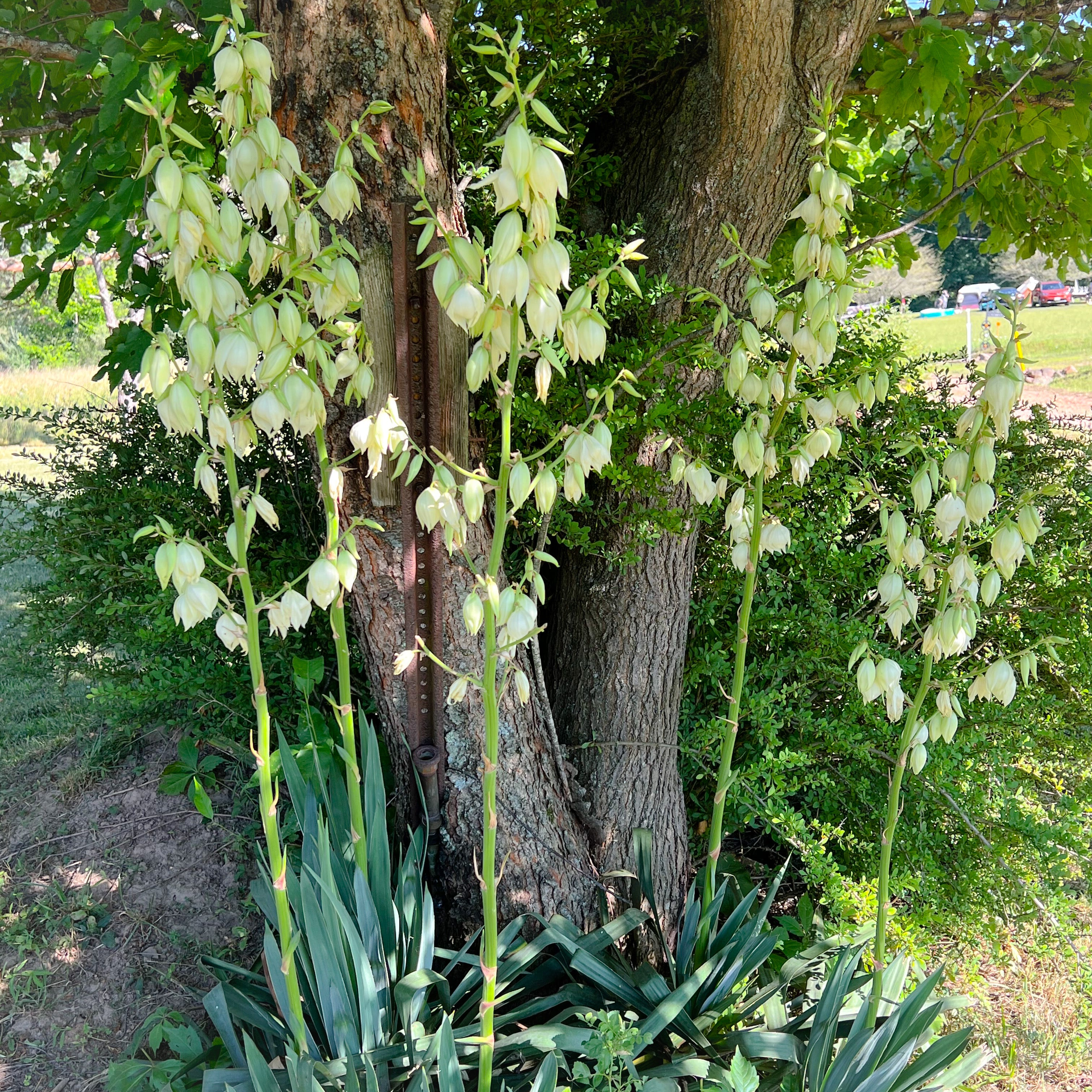 Yucca Flower Essence