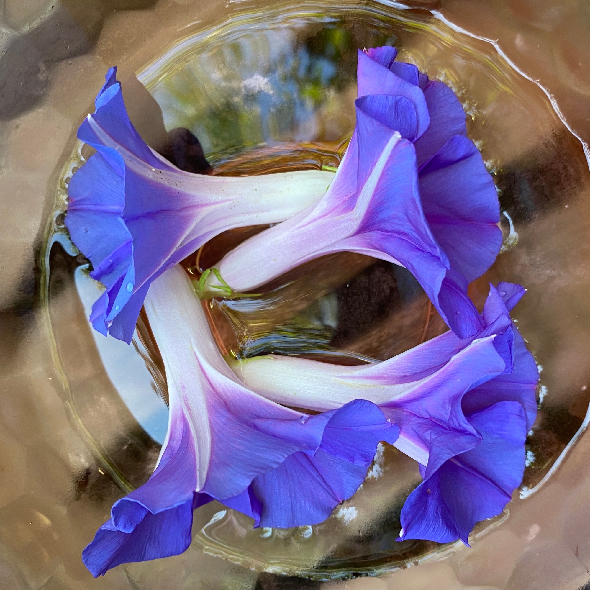 Morning Glory Flower Essence