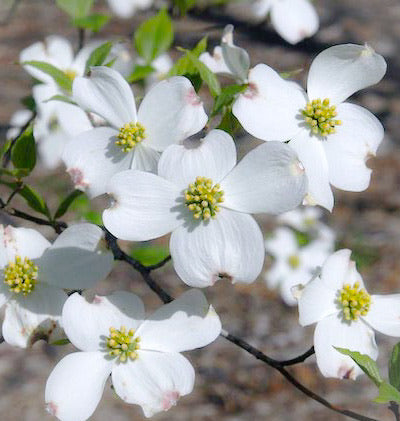 Dogwood Flower Essence