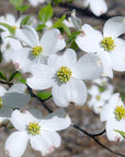 Dogwood Flower Essence