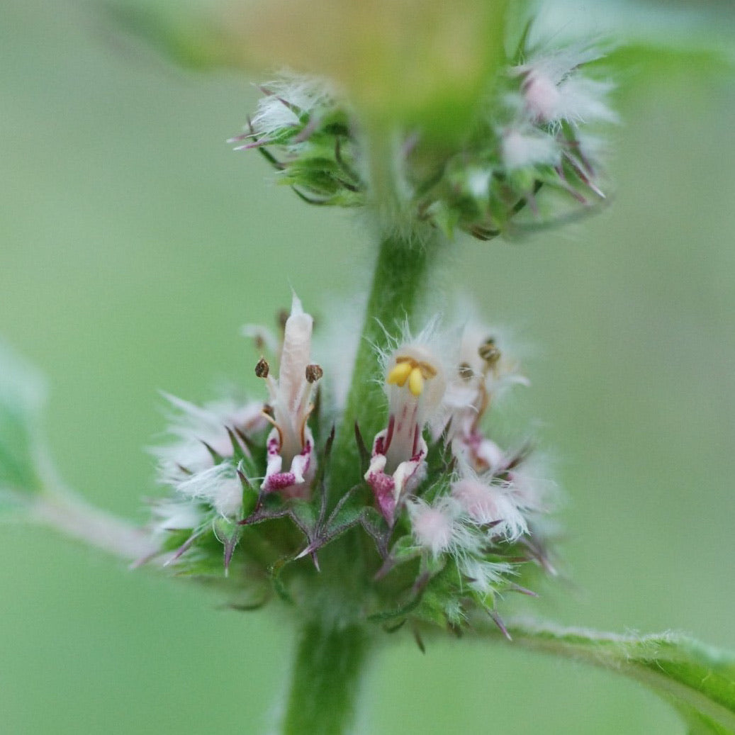 Motherwort Flower Essence