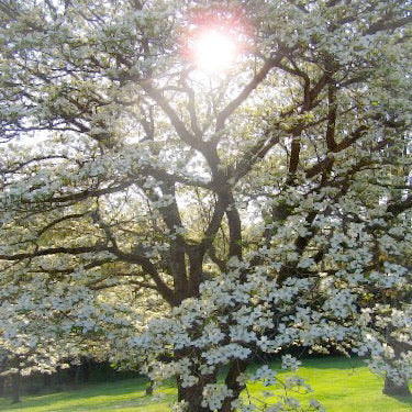 Dogwood Flower Essence