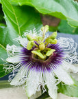 Passionflower (Passionfruit) Essence