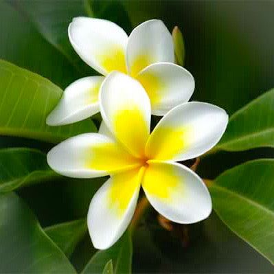 Plumeria Flower Essence
