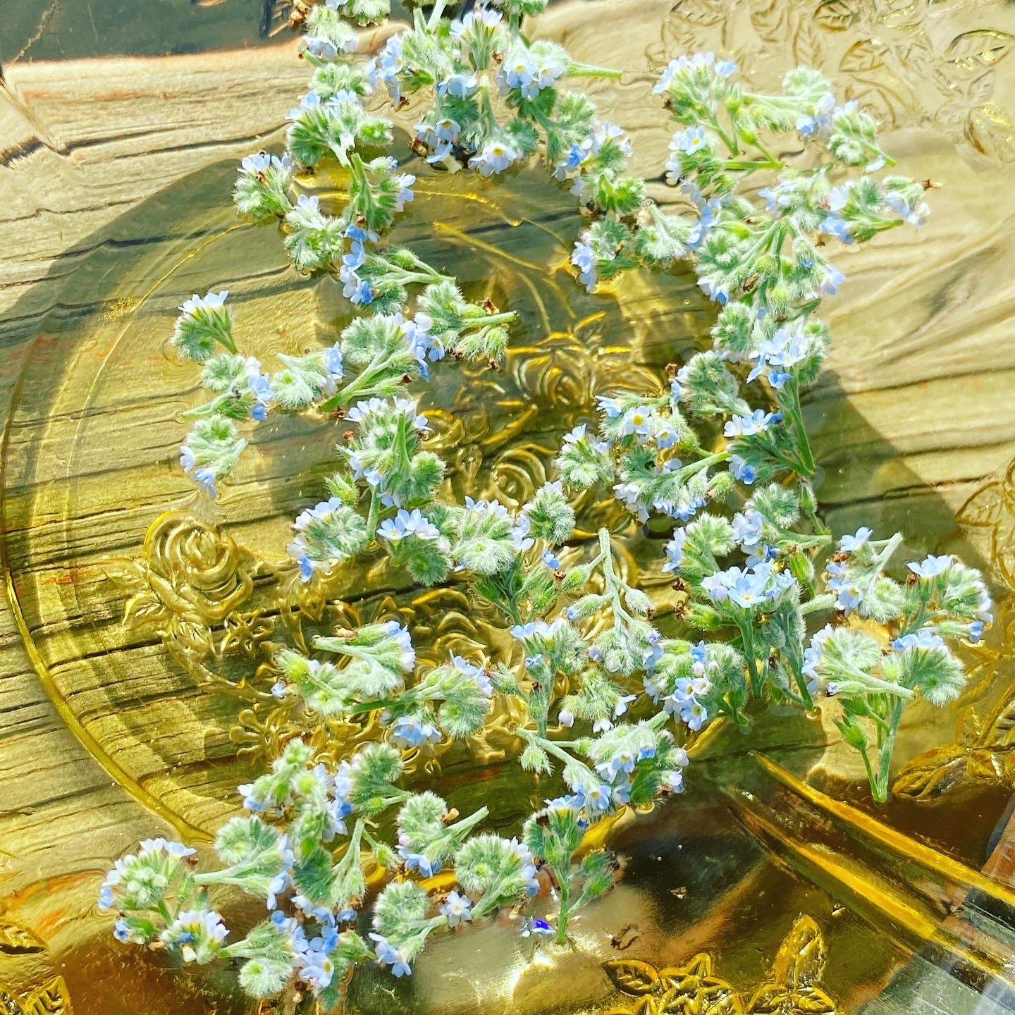 Forget-Me-Not Flower Essence