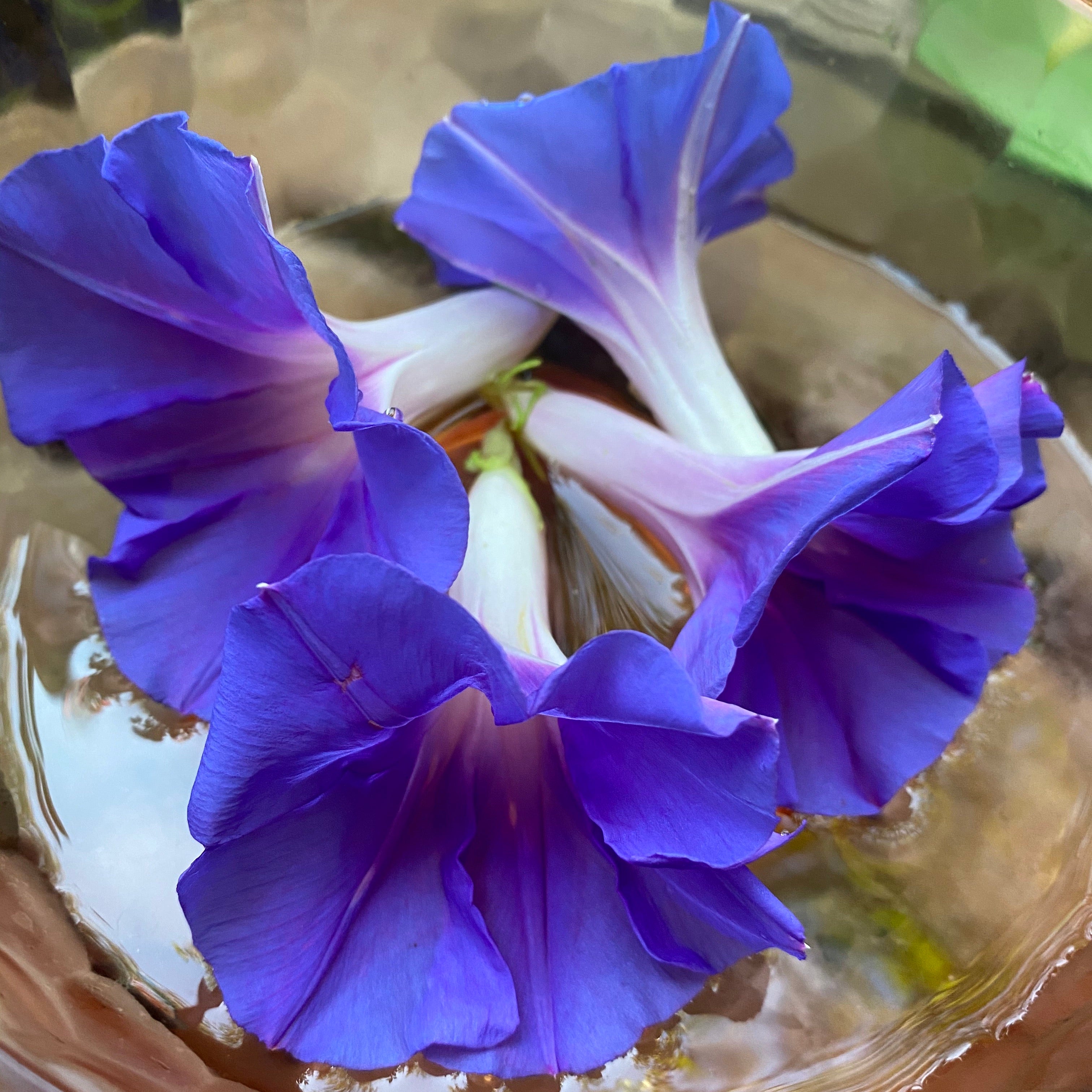 Morning Glory Flower Essence Whispering Roots Apothecary