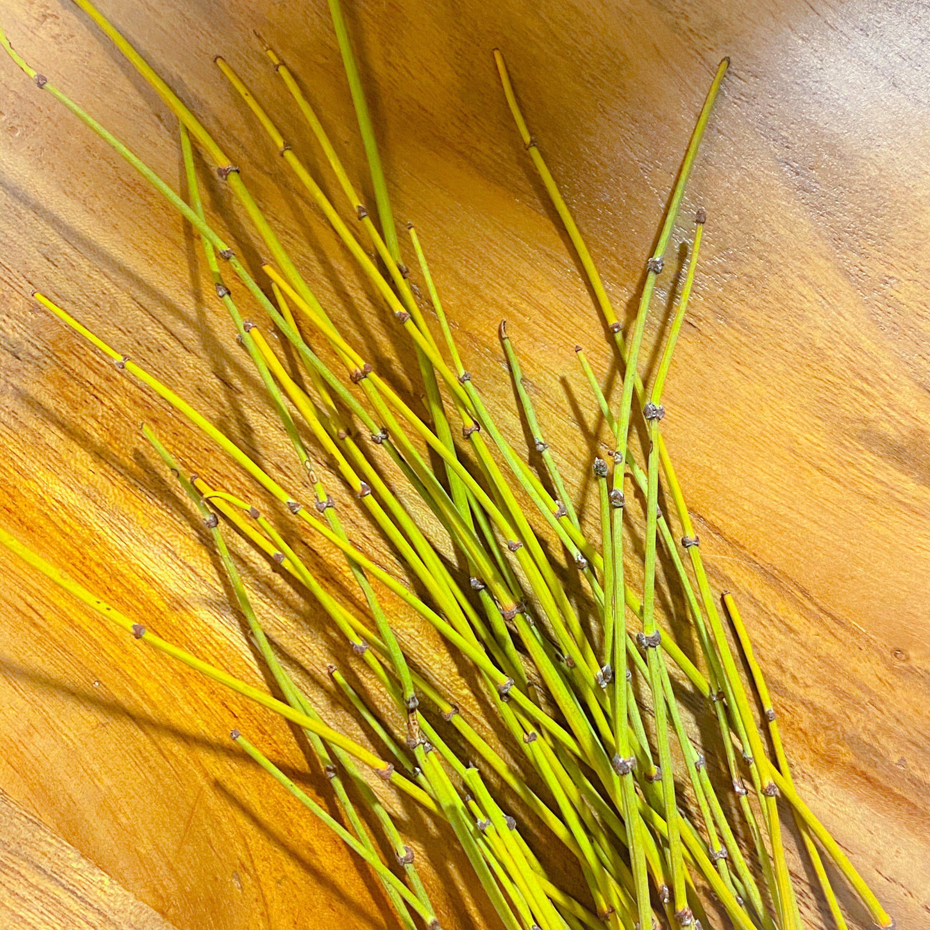 Ephedra