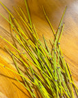 Ephedra
