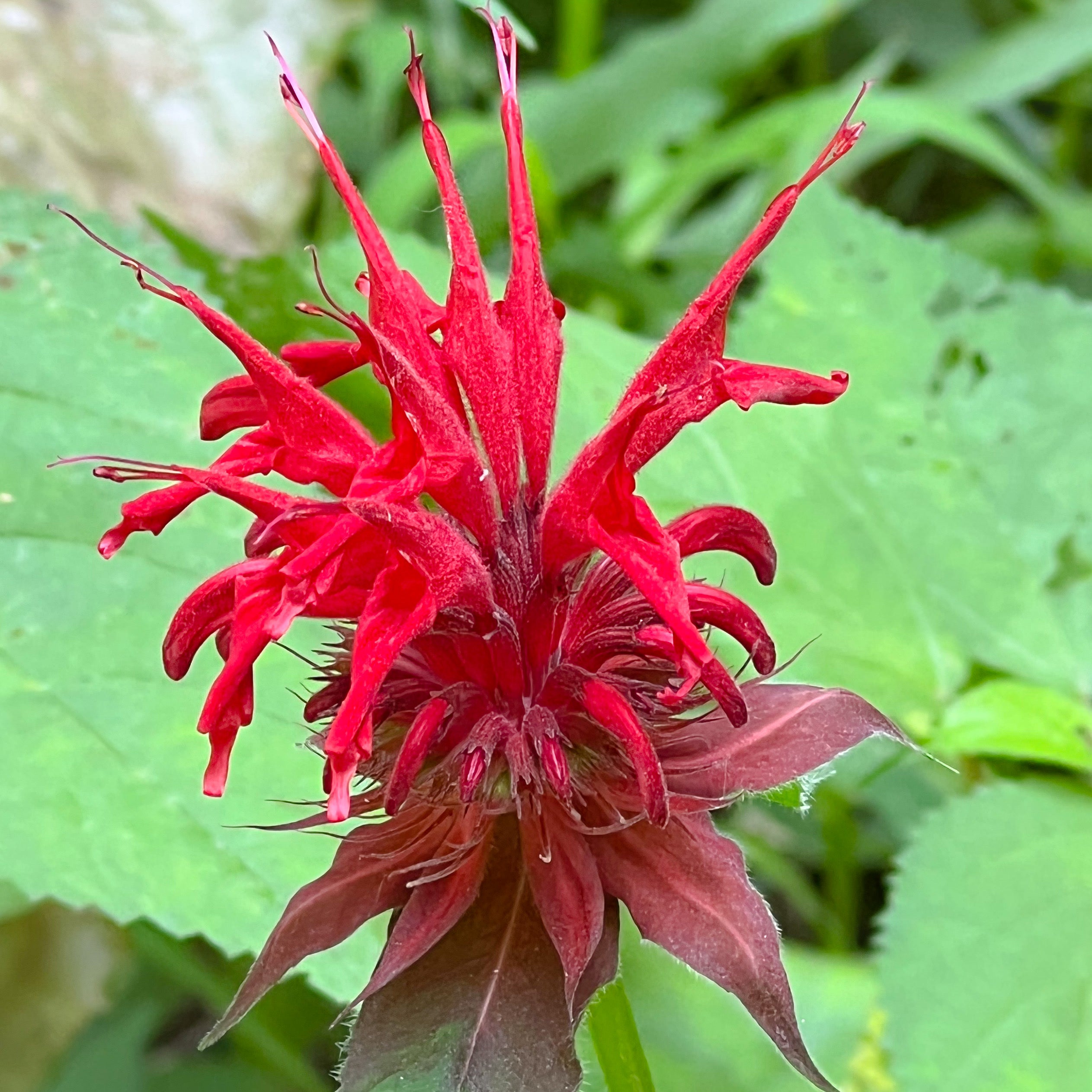 Crimson Bee Balm Flower Essence