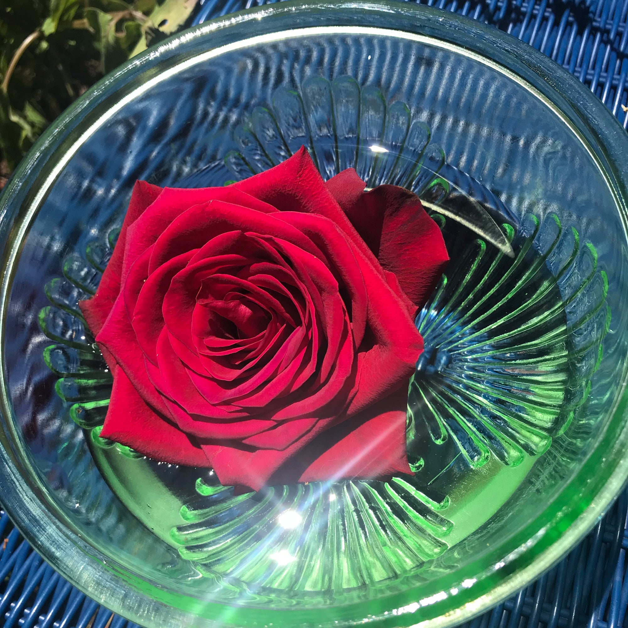Red Rose Flower Essence
