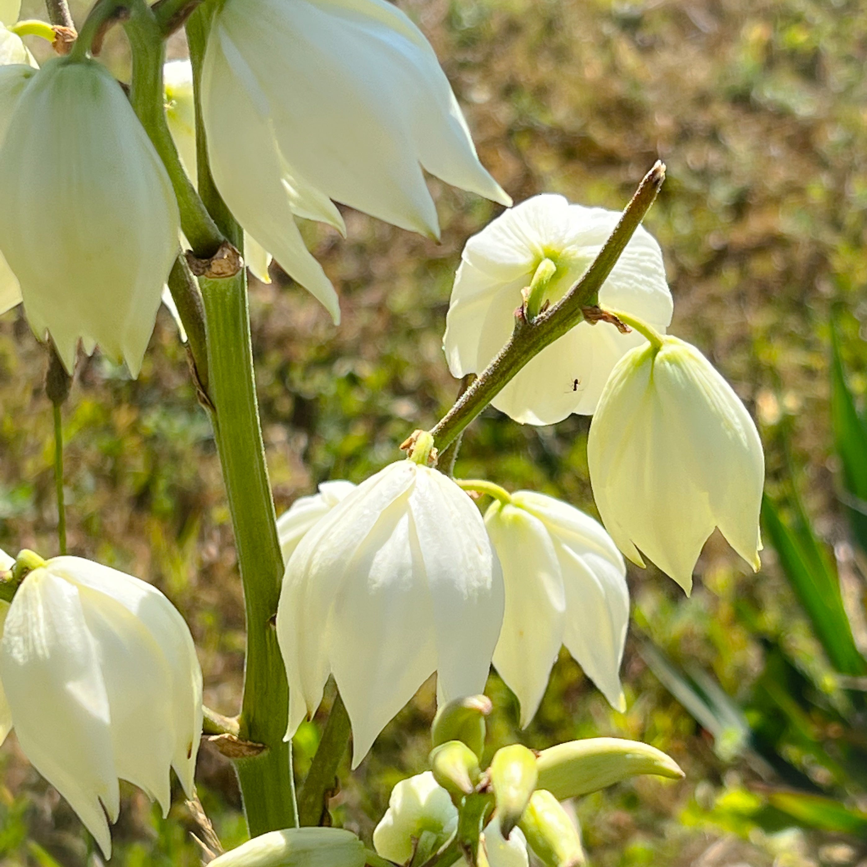 Yucca Flower Essence