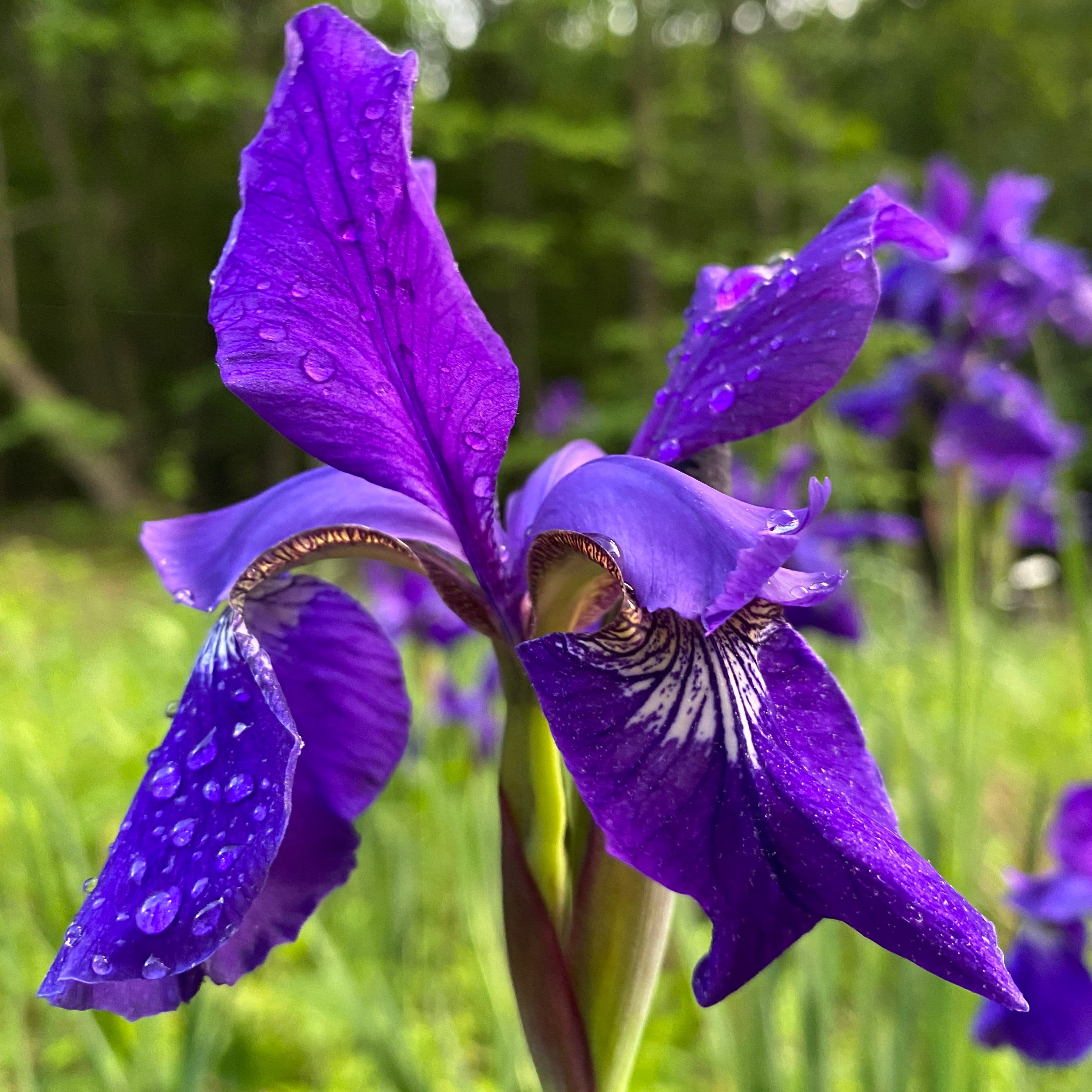 Siberian Iris Flower Essence