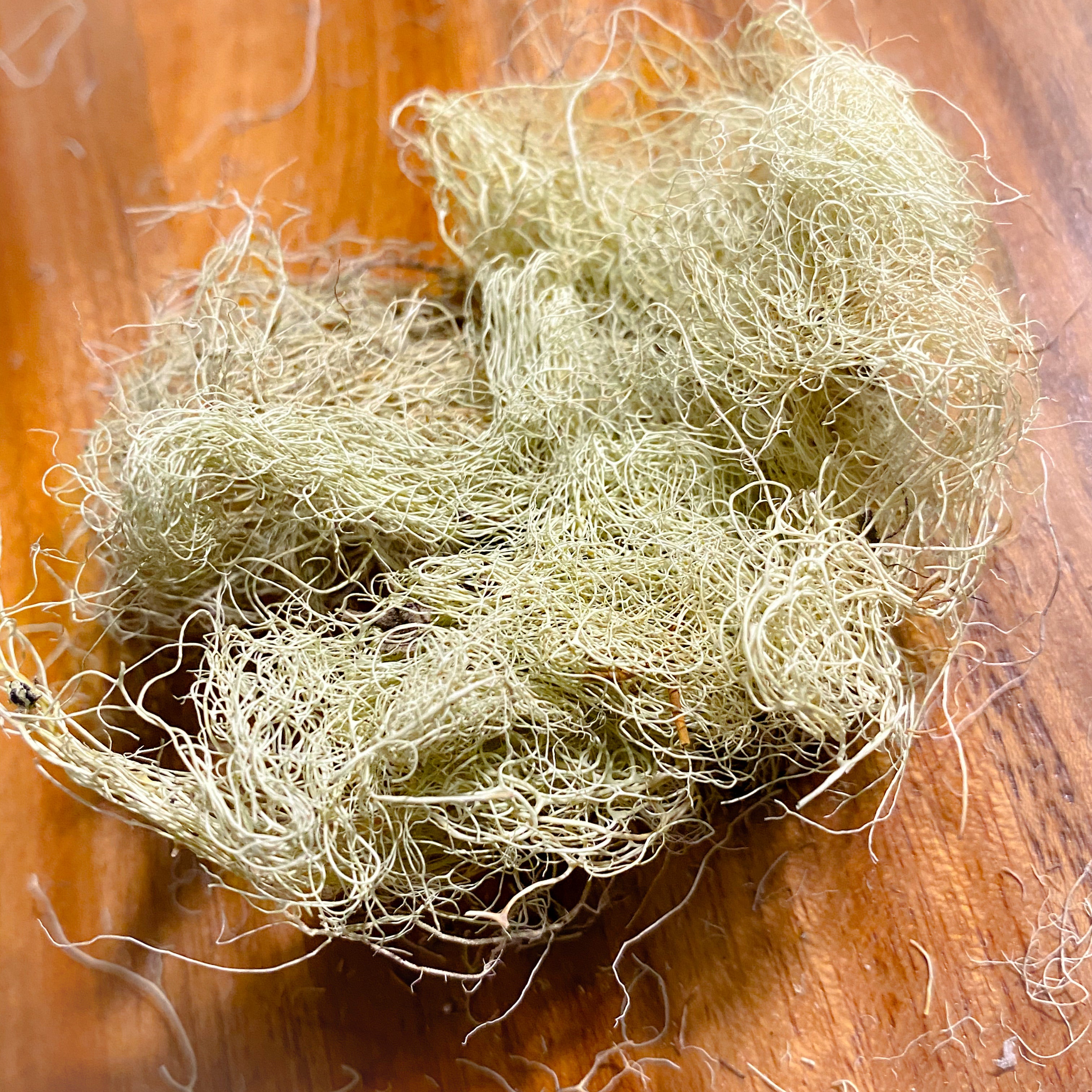 Usnea