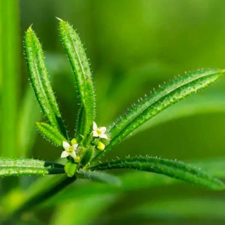 Cleavers Flower Essence