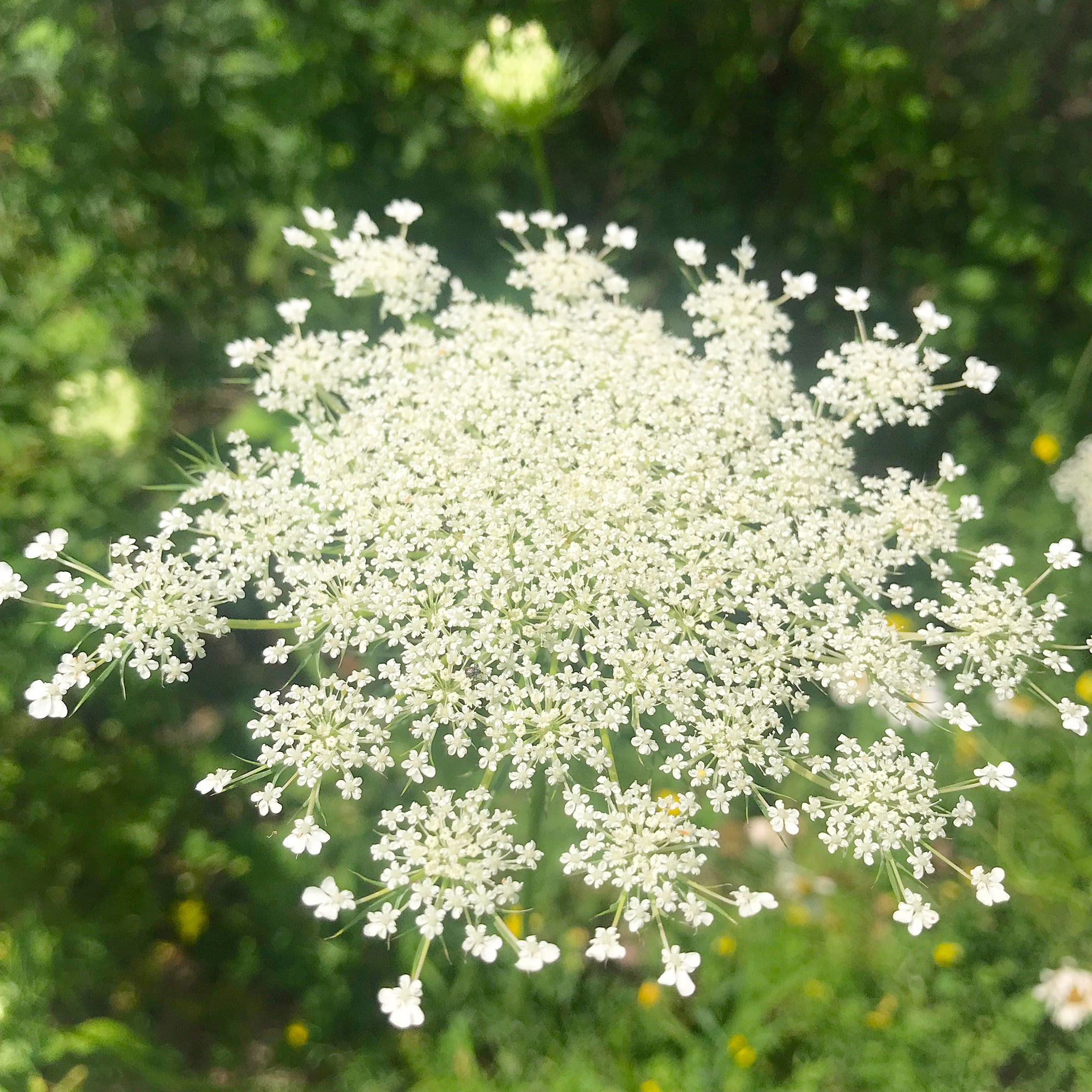 Queen Anne’s Lace Flower Essence