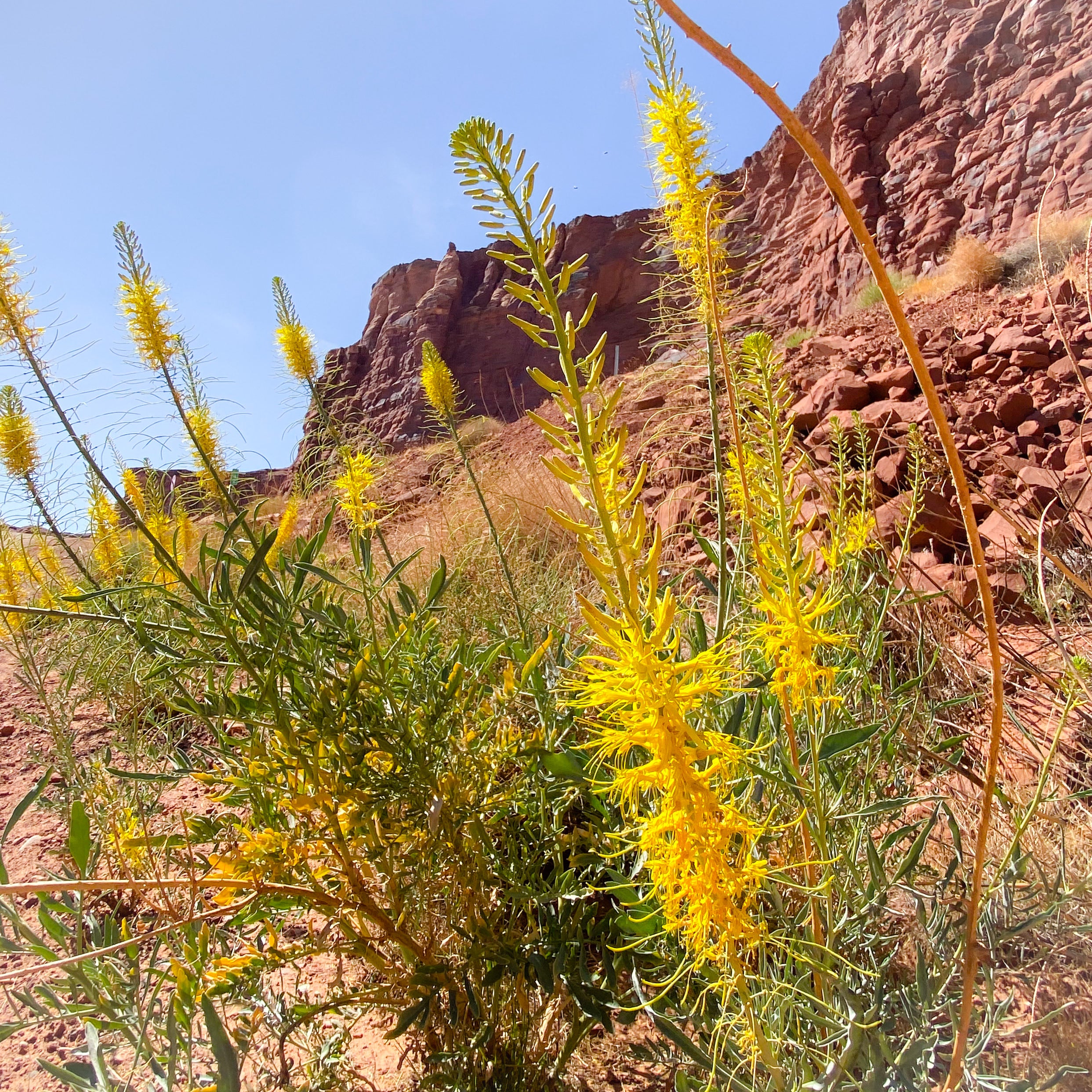 Desert Prince’s Plume Flower Essence