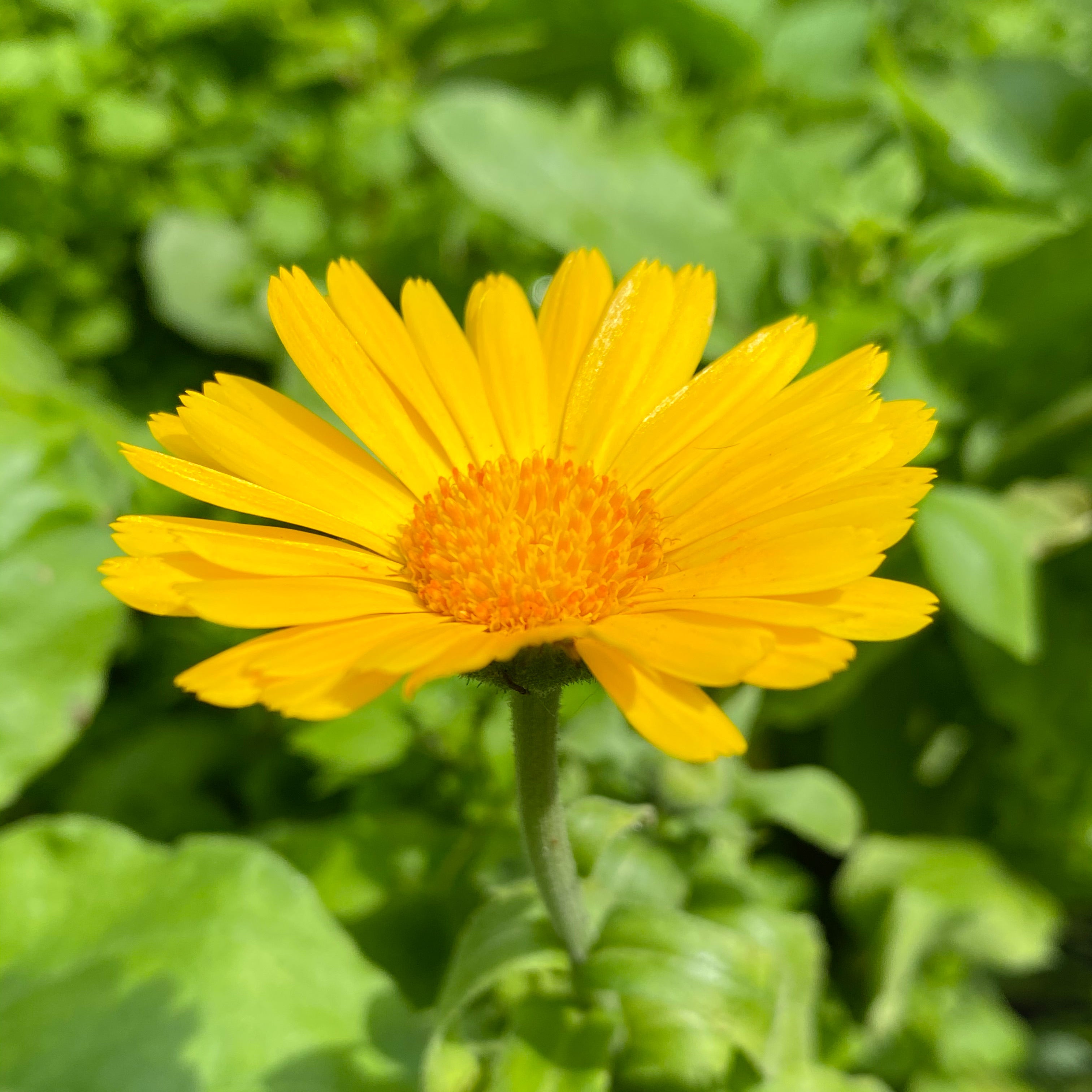 Calendula Flower Essence