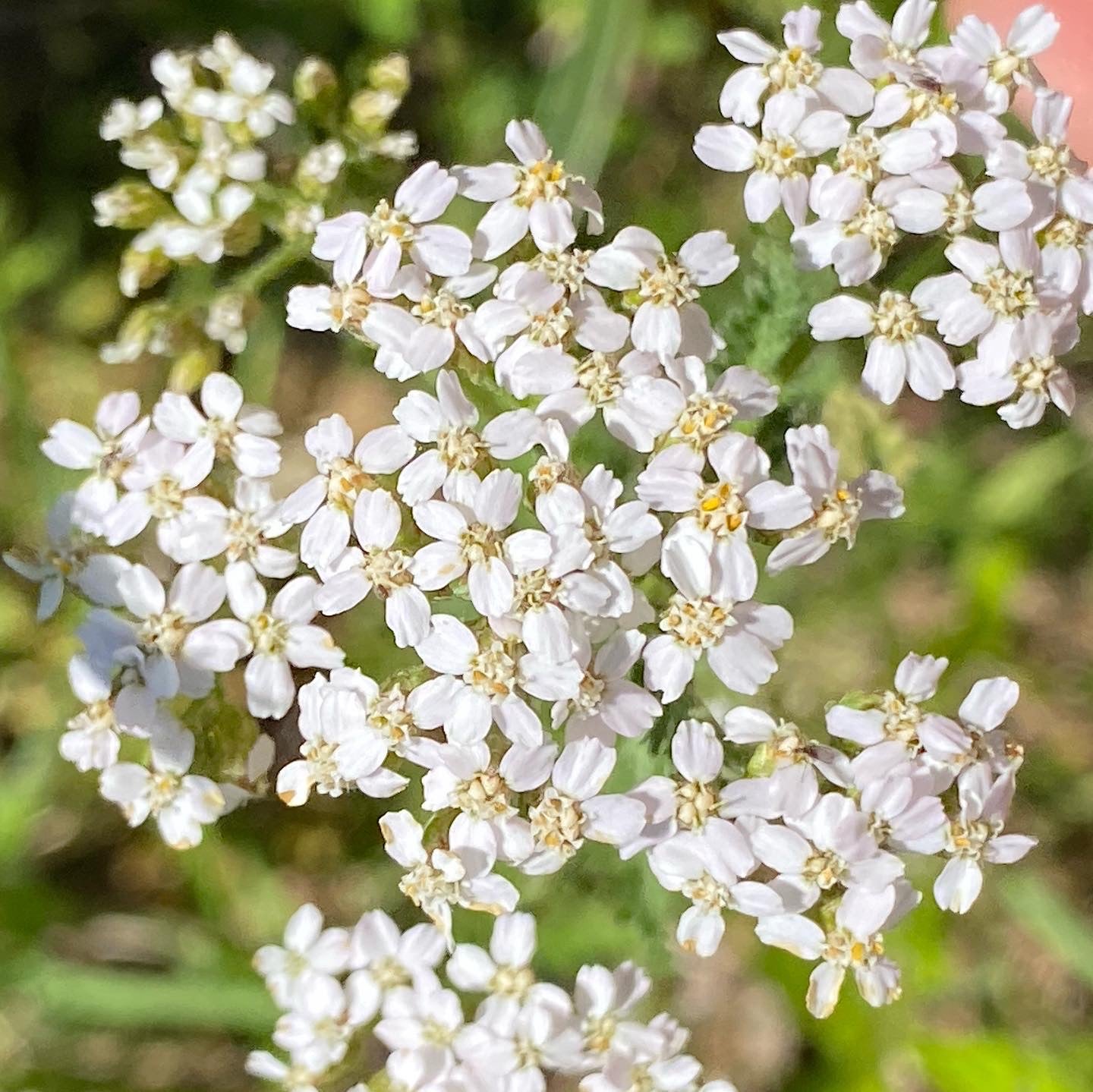 Yarrow Flower Essence