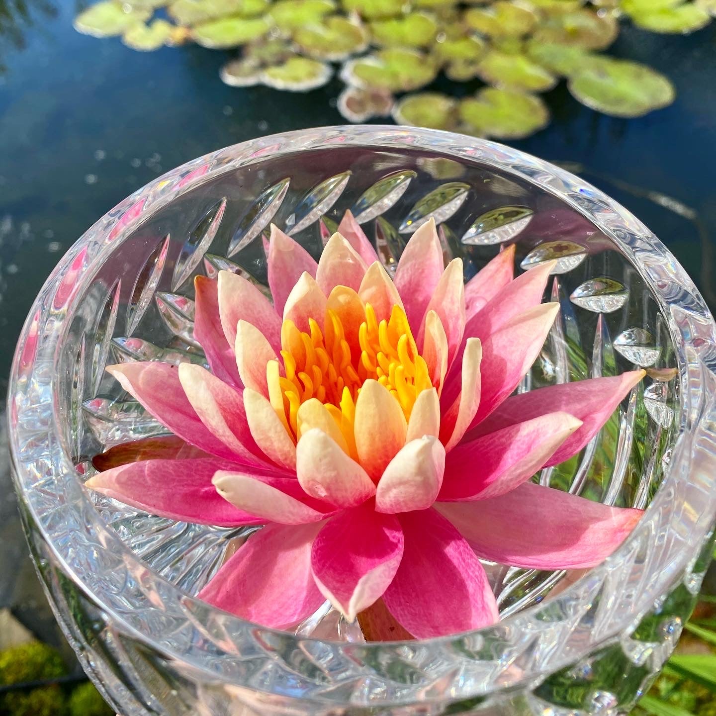 Pink Water Lily Flower Essence