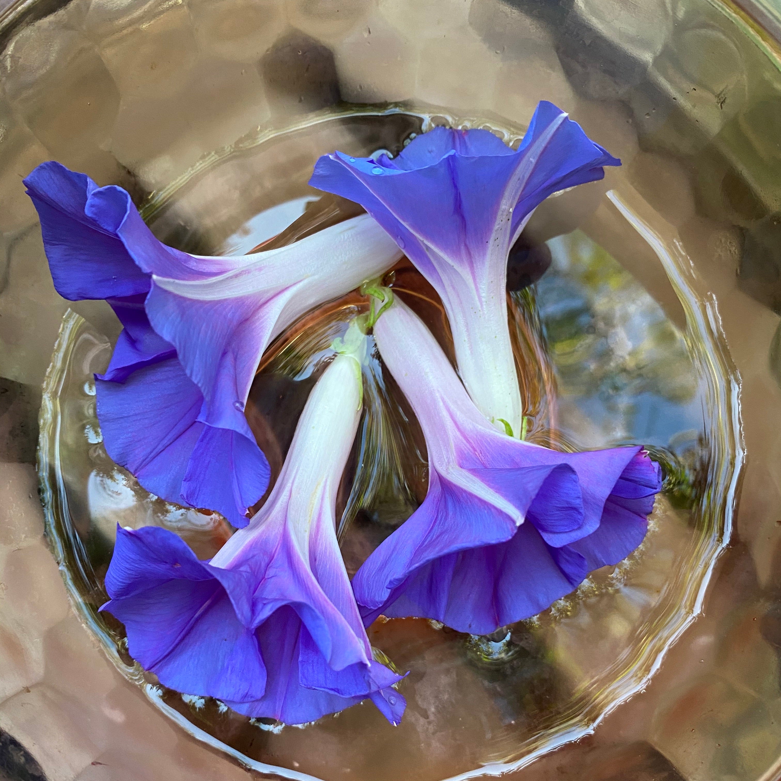 Morning Glory Flower Essence Whispering Roots Apothecary