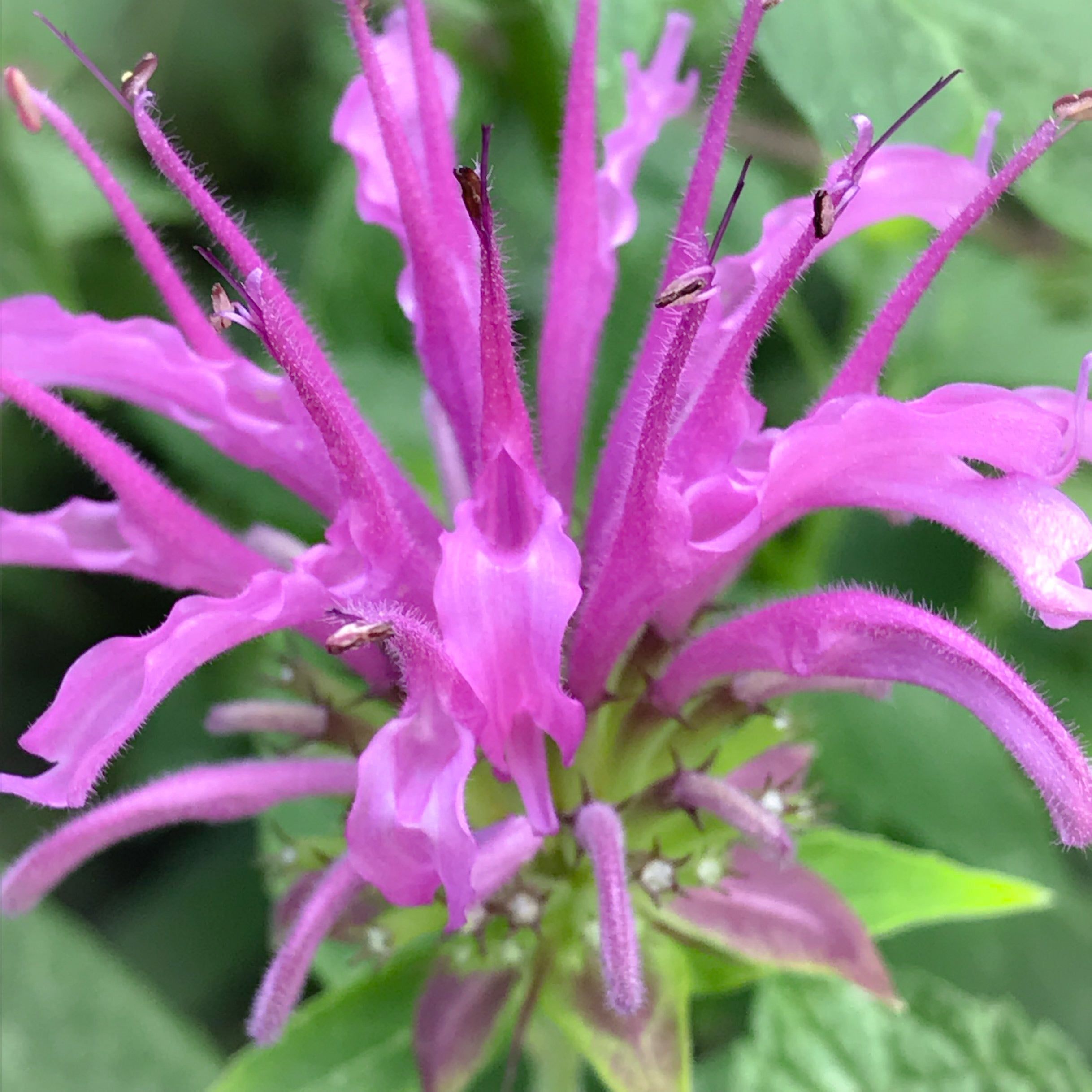 Bee Balm/Wild Bergamot Flower Essence